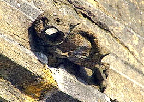 Somerton Web035 Somerton Web035